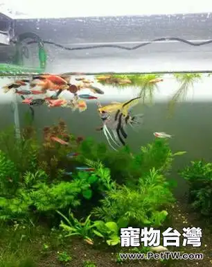 新手怎麼飼養熱帶魚