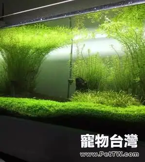 新手怎麼飼養熱帶魚