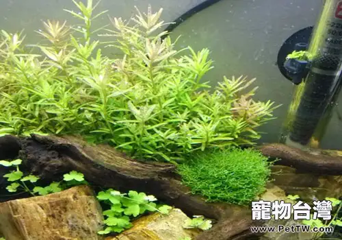 宮廷科水草的一些飼養方法(共2張圖片)-寵物台灣