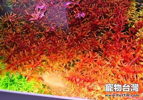 宮廷科水草的一些飼養方法