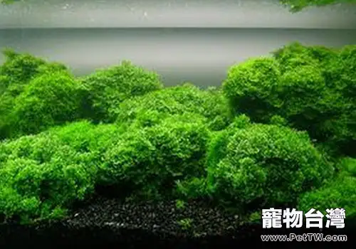 水族造景中的陰性水草