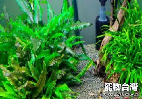 水族造景中的陰性水草