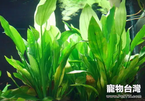 水族養殖中水草肥料的選擇