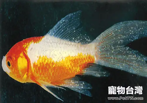 夏季家中養魚的注意事項