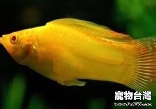 水族養殖中一些耐高溫的魚類