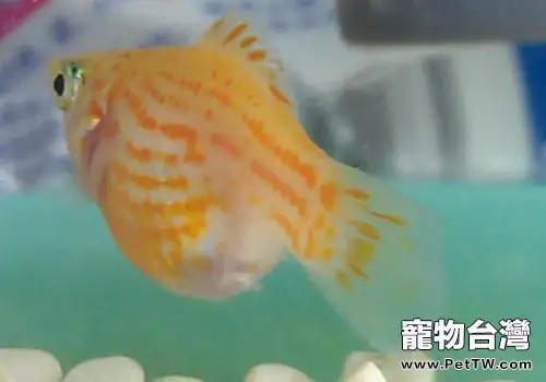 水族養殖中一些耐高溫的魚類