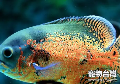 水族養殖中一些耐高溫的魚類