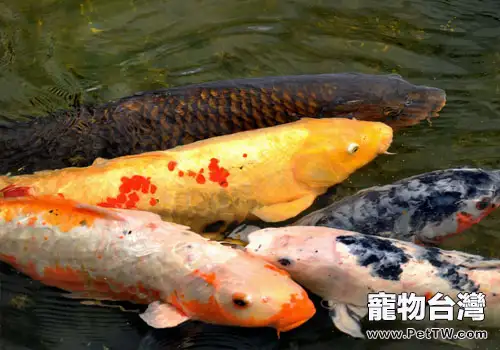 引起錦鯉大量死亡的原因(共2張圖片)-寵物台灣
