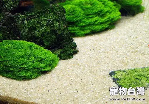 水族箱前景草的種植方法