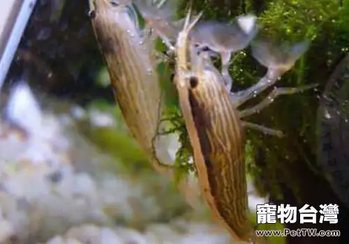 水族養殖中一些去除藻類的方法