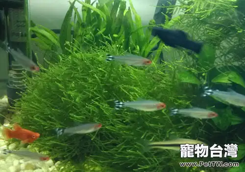 在水草缸中添加魚類的注意事項