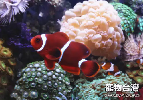 水族氣泵的選擇與使用