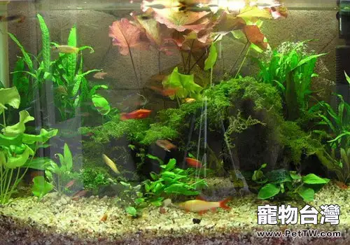 教你自製魚缸外置加熱器