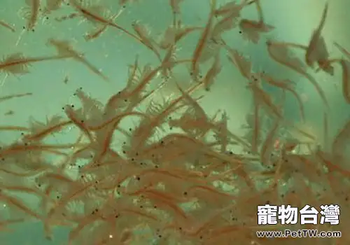 孔雀魚的最佳飼料