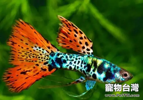 孔雀魚的最佳飼料