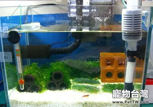 教你自製魚缸的溶氧器