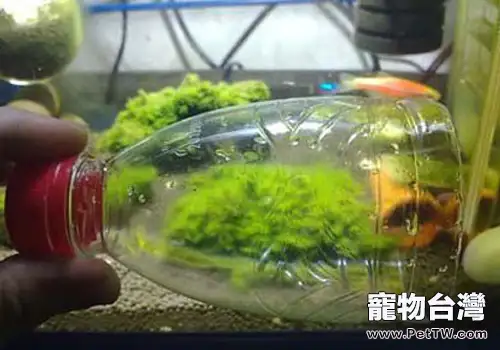 教你自製魚缸的溶氧器