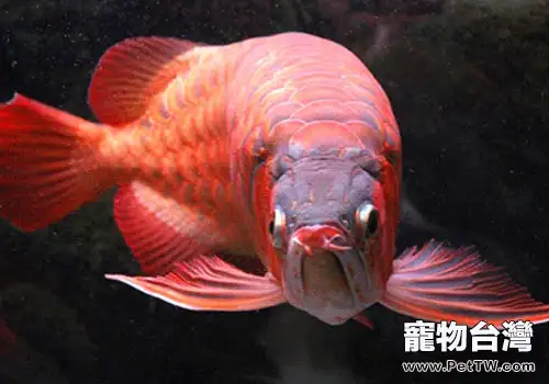 龍魚髮色的若干問題