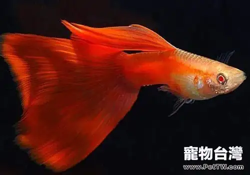 適宜和孔雀魚混養的一些工具類魚蝦