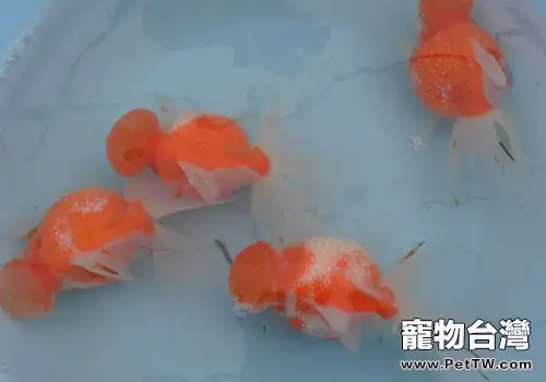 淺談珍珠類金魚的飼養手則