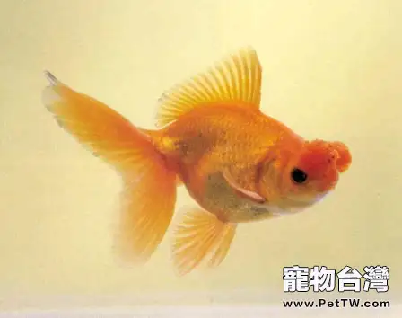 四球紅文魚的資料介紹