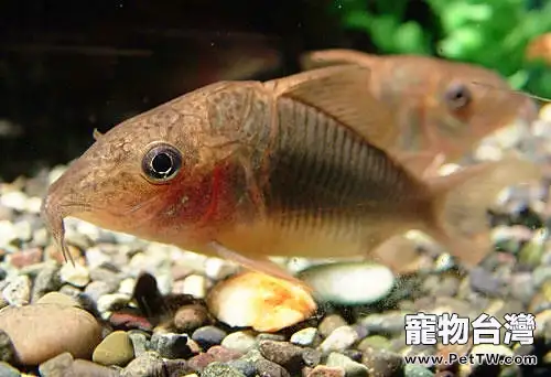 養鼠魚應該用什麼底砂比較好