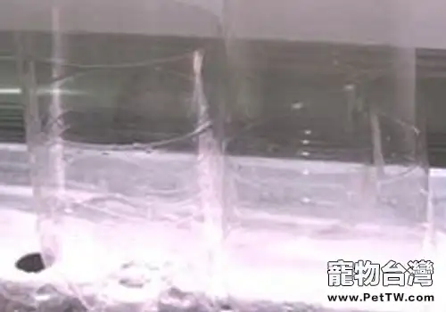 自製豐年蝦的孵化器