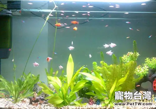 水族飼養水質的檢測與調節