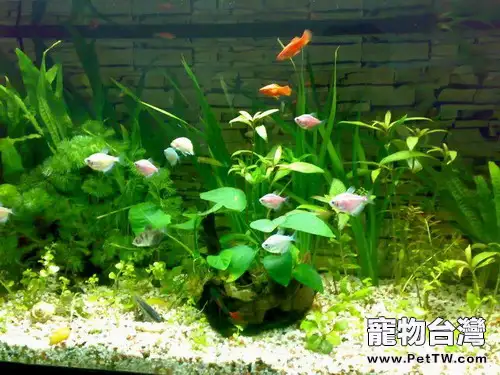 水質性魚病的防治知識