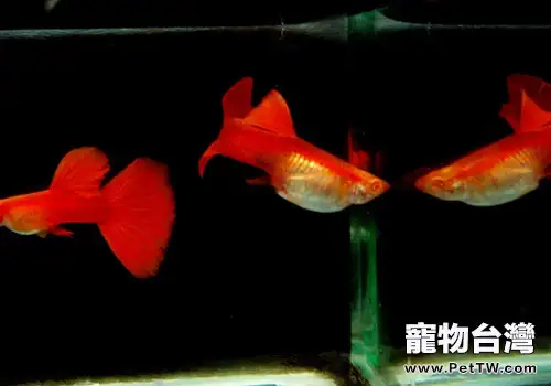 孔雀魚生長緩慢的原因及改善