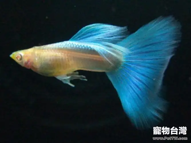 孔雀魚的飼養要點