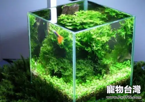 水族飼養中魚缸玻璃的選擇(共3張圖片)-寵物台灣