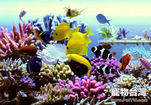 礁巖缸中水流的一些問題(1圖)-寵物台灣