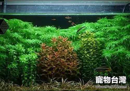 水族箱內水草擺放及配置的規則