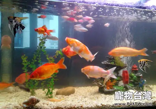 水族飼養中淨水微生物的應用