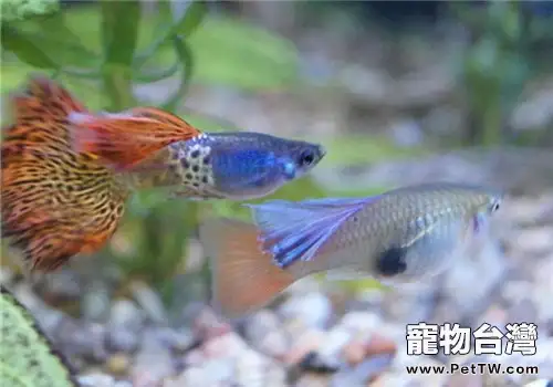 如何選擇適當的觀賞魚品種