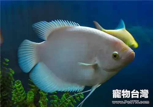 水質的變化對觀賞魚會產生哪些影響呢？