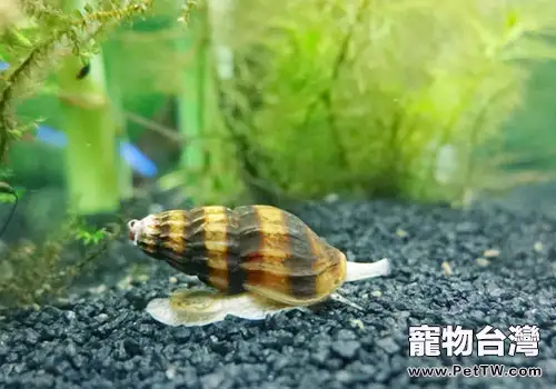 殺手螺的飼養和繁殖
