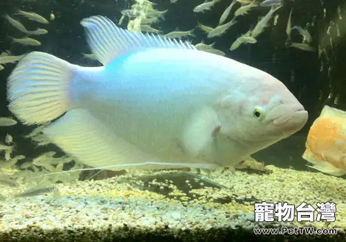 如何讓招財魚(大絲足鱸 象耳魚)茁壯成長(1圖)-寵物台灣