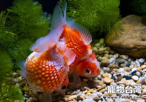 金魚為什麼會打架