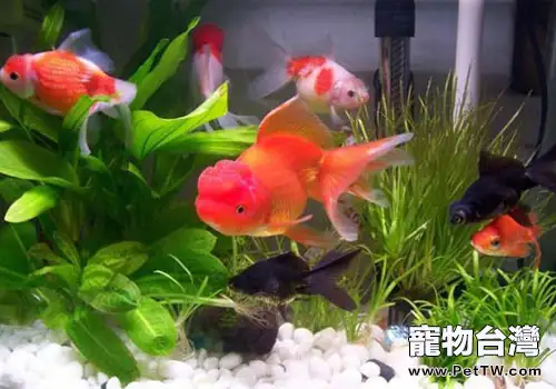 觀賞魚厭食拒食的原因及預防方法