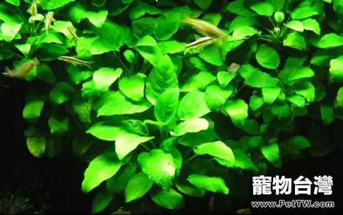 水榕的種植栽培技術