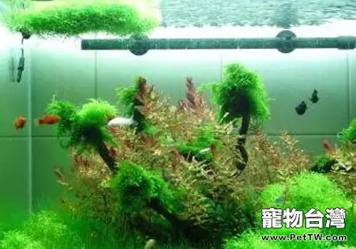 如何安全地在水族中使用臭氧