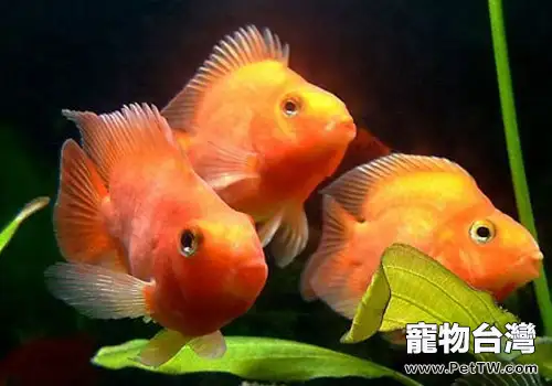 水族疾病的產生及一些防治措施