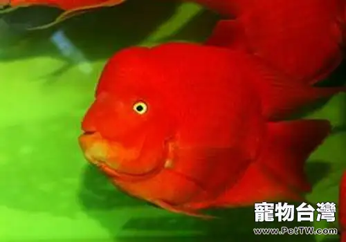 如何區分鸚鵡魚(血鸚鵡魚 財神魚)的公母(1圖)-寵物台灣