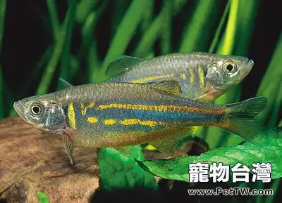 大斑馬魚的詳細介紹資料(1圖)-寵物台灣