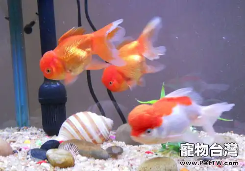 金魚餵食時間的安排