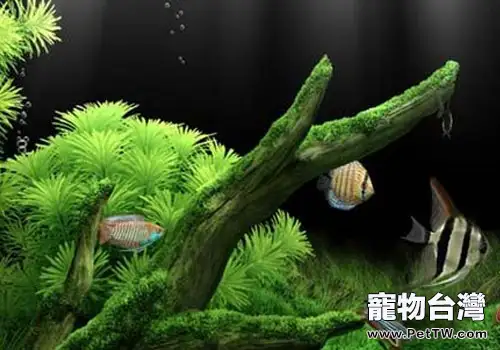 影響水族硝化過濾系統的因素