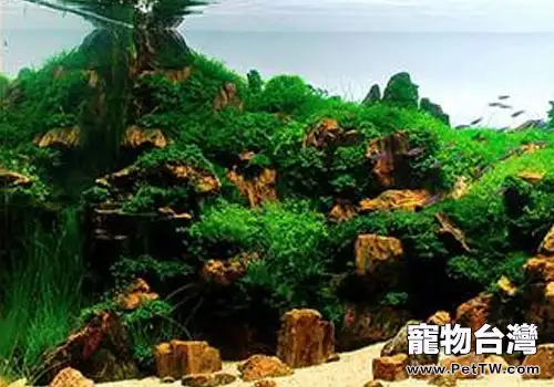 水族中生物石的選購及使用(1圖)-寵物台灣