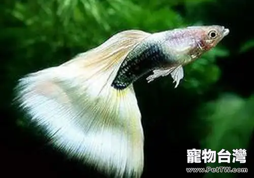 孔雀魚母魚為什麼會吃小魚?(1圖)-寵物台灣